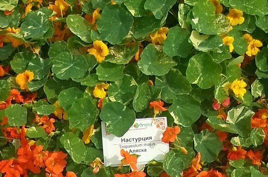 Настурция